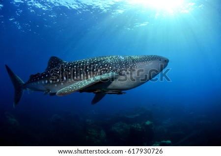 ocean reef coral seafan scuba diving fish solfcoral whale shark mantaray cuttlefish snapper