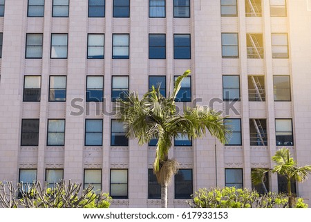 Palm tree on the background of a high-rise building in Los Angeles, horizontal photo