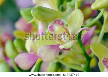 Closeup of Green and Pink Orchids flowers and green leaves. Orchids is considered the queen of flowers in Thailand. 