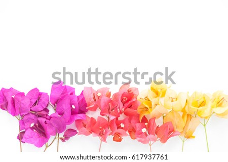 Paper flower, Paper flower frame, Paper flower isolated on white background. flat lay, top view