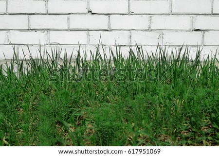 White wall with some green grass background. Empty copy space fo