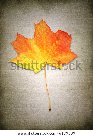 maple leaf against rough material background