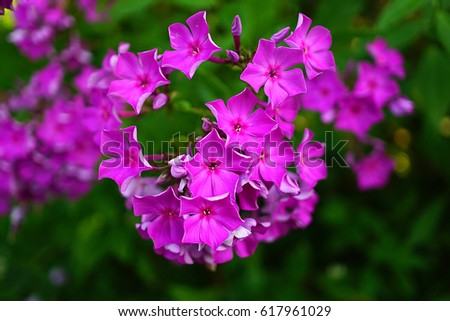 Phlox paniculata  Andre Aida In the sun on a blurred background of different shades of foliage Summer Abstract picture composed Purple large flower on the dark green background of foliage