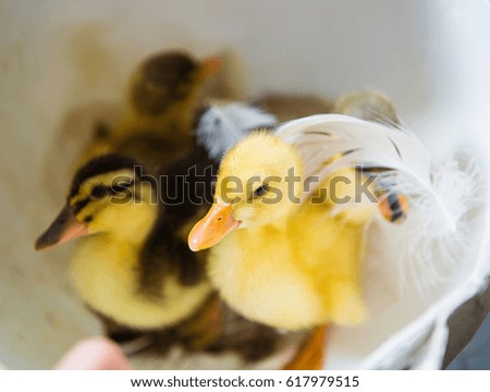 Ducklings, easter