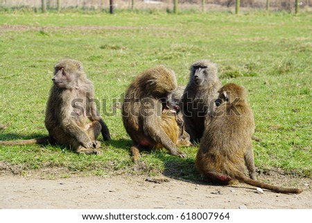 Baboon group in Safari park