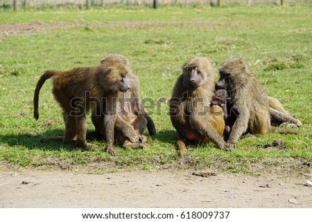 Baboon pack at Knowsley Safari Park