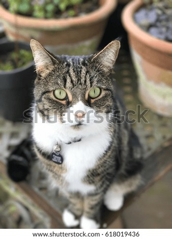 Cat, agile yet elegant sitting amongst the plant pots.