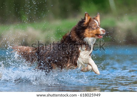 picture of an Australian Shepherd dog running in the water