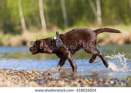 picture of a Labrador puppy in the river