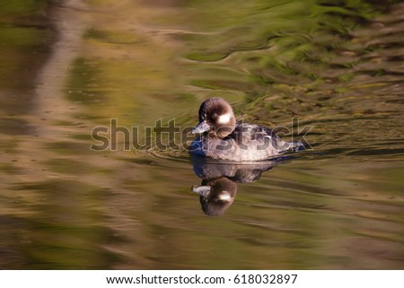 Female bufflehead duck in water with reflection