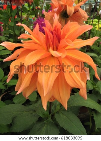 macro photo background with decorative shrub flowers orange dahlias with delicate petals that are used in landscaping, as a source for design, advertising, printing, decorating, photo shop