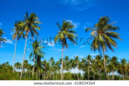 Tropical landscape with coco palm trees. Exotic place view with palm tree silhouettes. Palm tree forest under sunlight. Peaceful paradise image for poster or card. Colorful tropic scene with blue sky