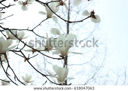 Magnolia flower on light background