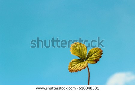 Real strawberry leaf against the sky with clouds