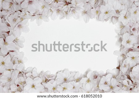 Square empty frame Surrounded by cherry blossom Isolated on White Background.
 Flat lay styling.