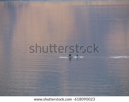 Harbour Porpoises, mum and baby. Royalty-Free Stock Photo #618090023