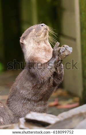 otter standing on its back legs while holding a stone