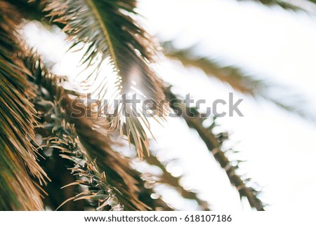 Palm tree. Date tree in Montenegro. Palm forest