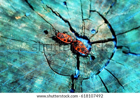Beautiful red beetles soldiers photographed closeup on a blue tree
