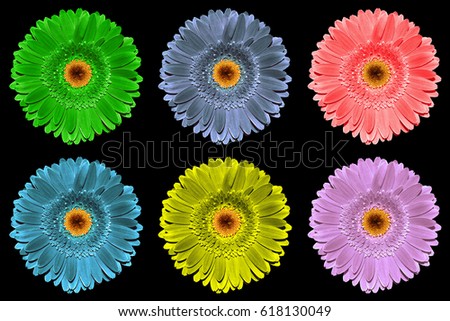 Pack of colored gerbera flowers macro isolated on black