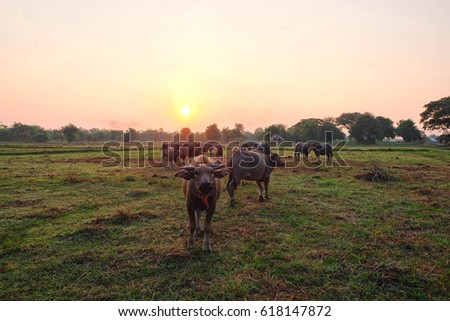 a front selective focus picture of a young cute buffalo with a herd of buffaloes at background 