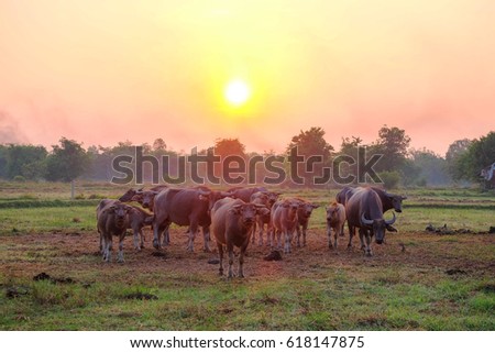 a front selective focus picture of young cute buffalo with a herd of buffaloes at background 