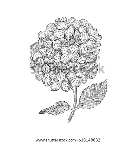 Hydrangea Hortensia Ajisai Flowers Lacecap Royalty Free Stock Vector Avopix Com