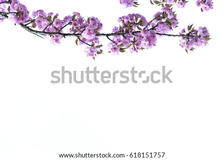 Soft blurred beautiful Cherry blossom flowers on white background with copy space.