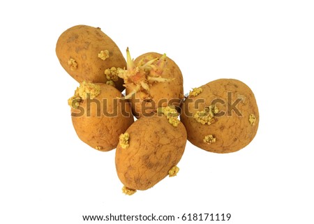 Picture of Yellow Sprouted potatoes that have grown roots from eyes, they are mostly shrunken and wrinkled. Roots have different sizes, colors, and shapes and they are not good to be eaten
