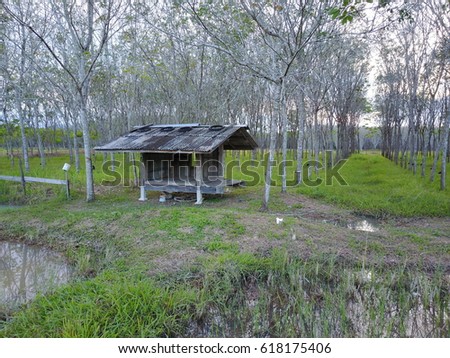 Small hut in rubber tree garden.