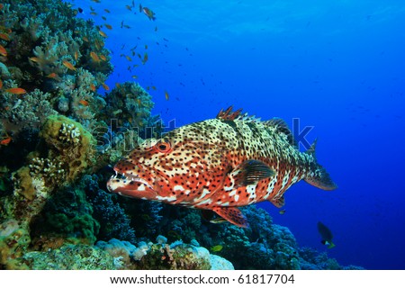 Red Sea Coral Grouper (Plectropmus pessuliferus)