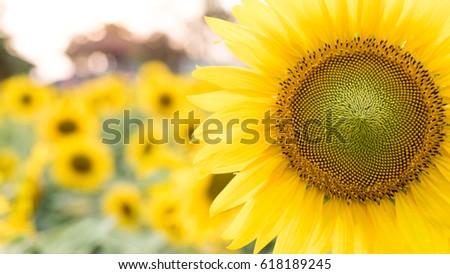 Close up Sunflowers garden. Sunflowers have abundant health benefits. Sunflower oil improves skin health and promote cell regeneration.