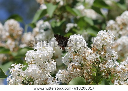 Butterfly pollinates white fluffy lilac bush flowers. Industrious insect works very diligently. Trees bloom and pollinate by insects. In nature, everyone has his own destiny