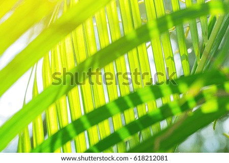 Light and shadow line of palm leaf, Green striped background
