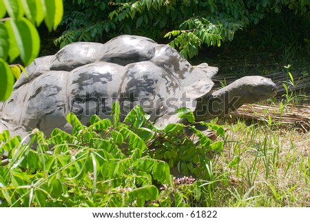 An aged giant seychelles tortoise on Fregate Island. They live to be up to 200. Royalty-Free Stock Photo #61822