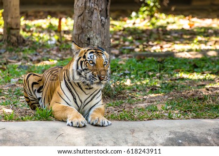 Bengal Tiger beg for no attention...He walks with his great confident... Anyone dares to confront him, think twice!!