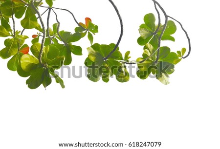 Green leaves isolated on white background 