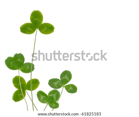 clover leaves on a white background