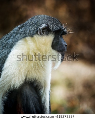 Monkey the Diana monkey (Cercopithecus diana) Wildlife animal.