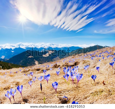 Awesome first flowers in the alpine valley. Gorgeous day and picturesque scene. Location place of Carpathian, Ukraine, Europe. Wonderful image of wallpaper. Explore the world's beauty and wildlife.