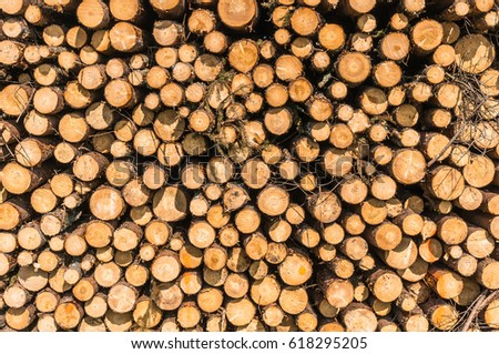 Wooden logs or trunks of trees cut and stacked on the ground in field
