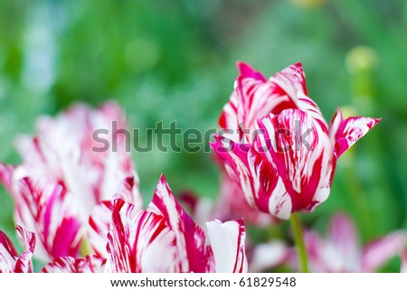 The photos are beautiful varietal collection of flowers in the sunlight