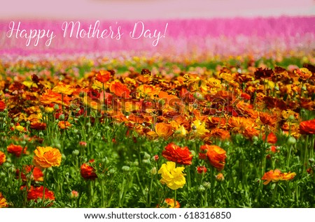 Colorful Ranunculus fields in Carlsbad, California, USA - mother's day concept