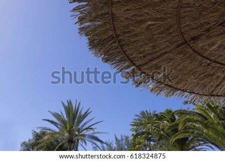 Summer. Palm leaves and blue sky, summer day.
