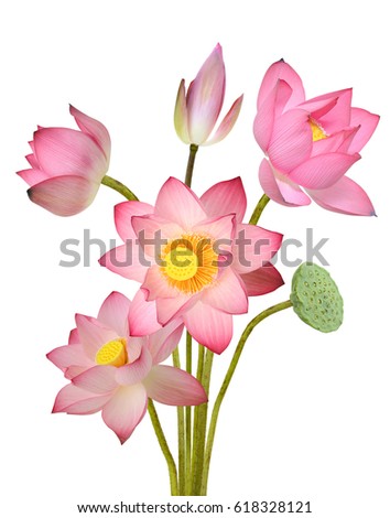 Beautiful lotus flower bouquet isolated on white background