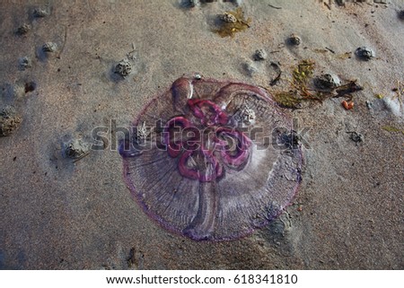 undersea world jellyfish  wild nature