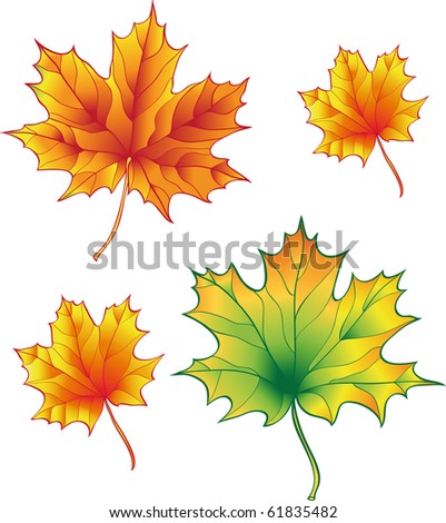 a set of maple leaves