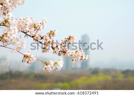 Cherry blossom on the mountain and city view.