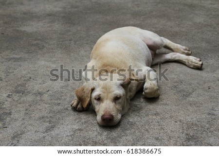 Cute thai dog