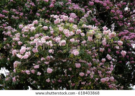 Tabebuia, Tabebuia rosea, Pink Trumpet Tree, pink poui, hugh bouquet of flowers full bloom in Thailand look like sakura tree in Japan